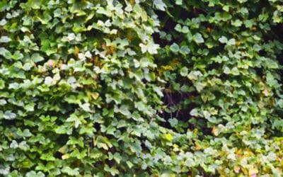 What’s the Average Cost of Vine Removal in Minneapolis?