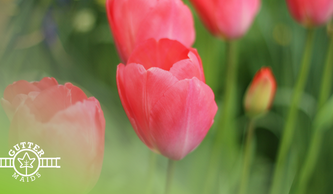 Late Winter Yard and Garden Tips