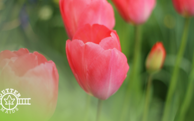 Late Winter Yard and Garden Tips