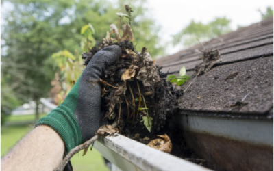 How Trees Affect Your Roofing System