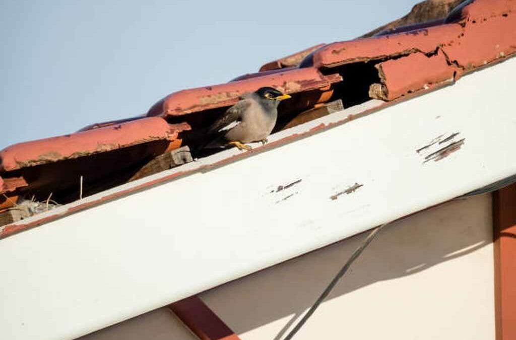 Hearing Noises In Your Roof?