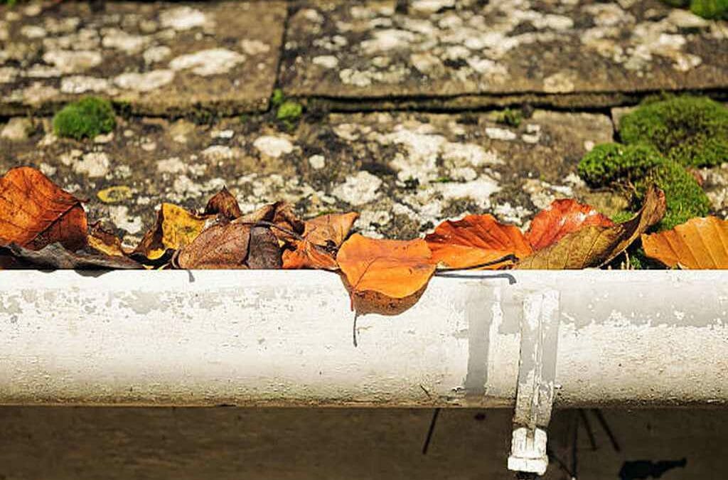 How Moss Damages Your Minneapolis Gutter System