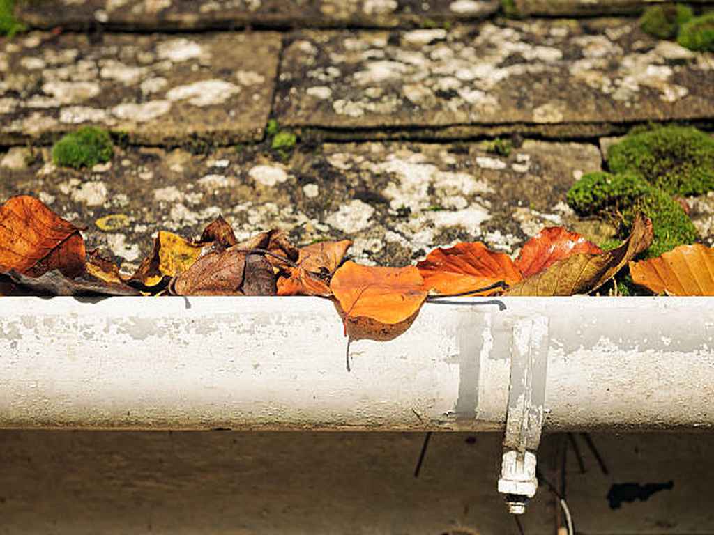 growing moss on gutter system