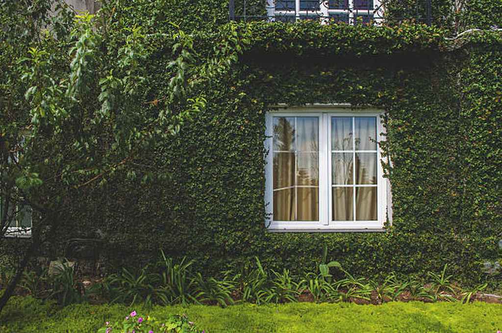 Golden Valley, MN Vine Removal experts