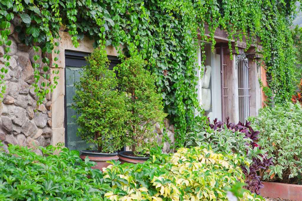 Guttermaids - Vine Removal Inner trusted vine removal company Minneapolis, MN