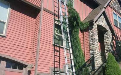 The Science of Vine Growth: How Vines Take Over and Damage Your Landscape