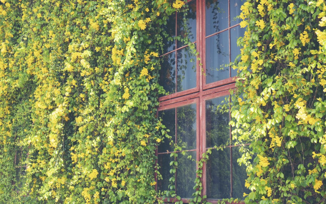 Understanding the Impact of Invasive Vines in Monticello: Why Professional Removal Matters