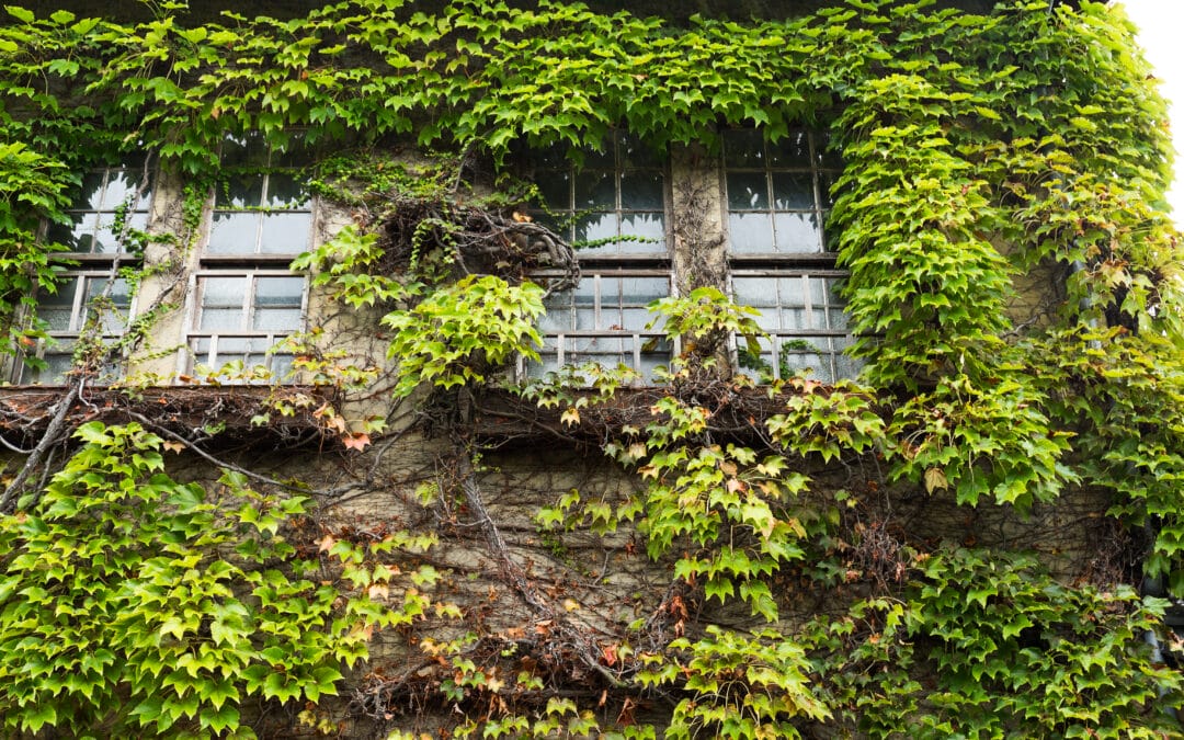 Timing Matters: The Best Season for Vine Removal and Landscape Restoration in Monticello