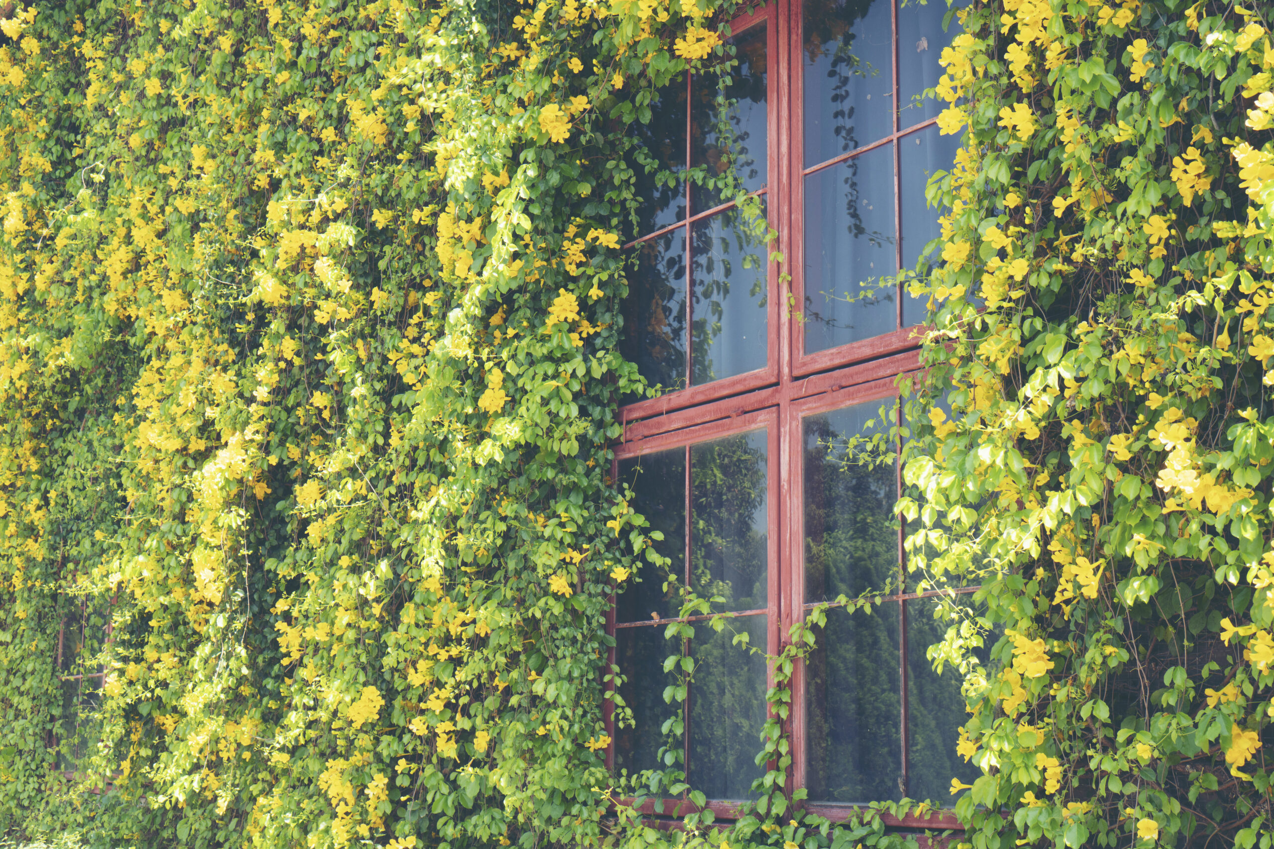 Trusted Vine Removal in Apple Valley