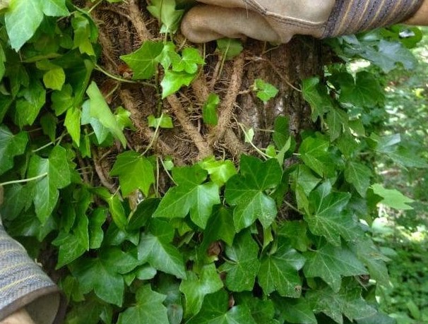 Vine Removal Becker, MN vine removal in Blaine, MN